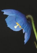 Himalayan Blue Poppy 2